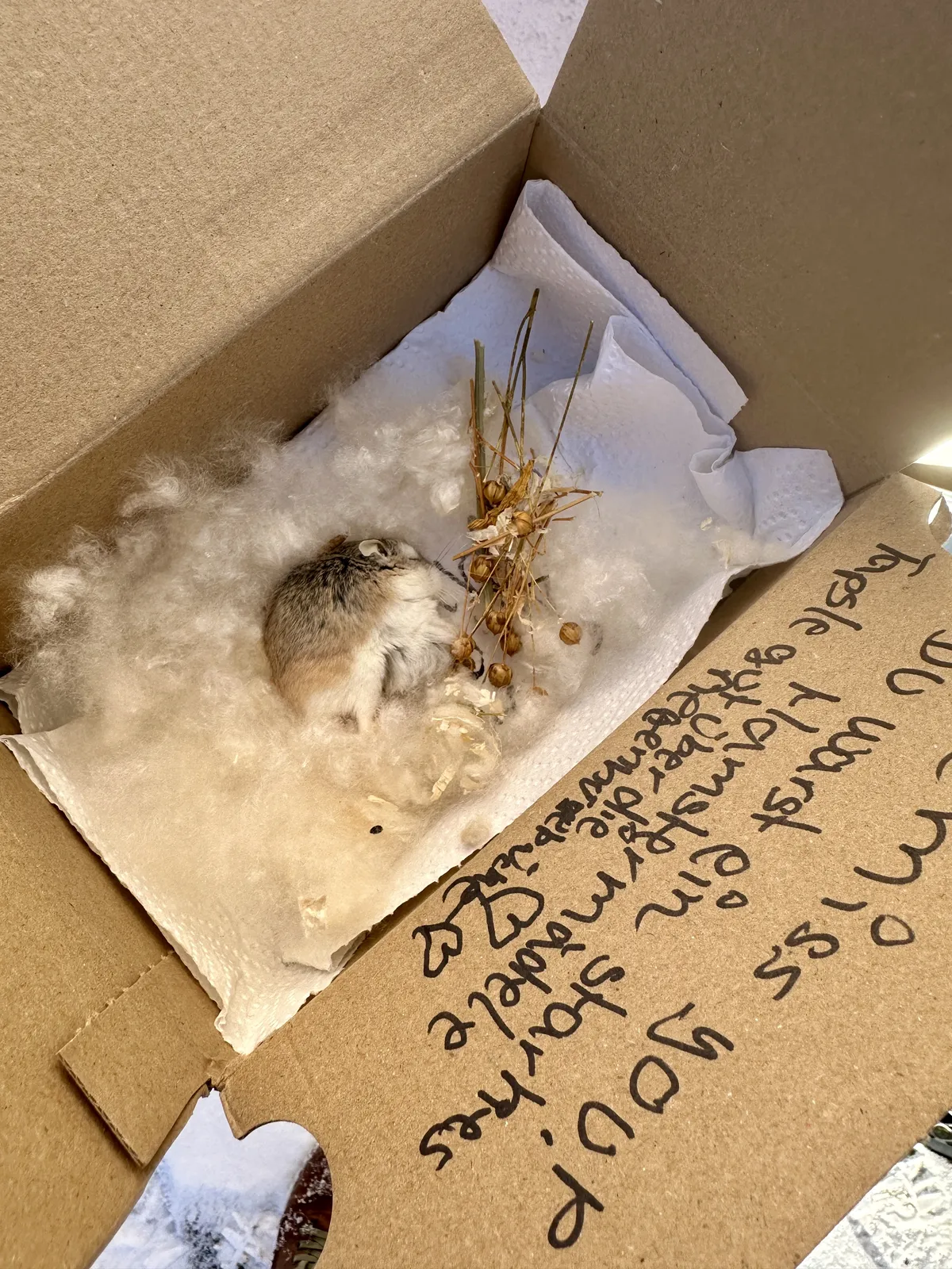 In einem Karton liegt ein Roborowski-Zwerghamster, umgeben von Watte und weichen Materialien. Daneben sind einige trockene Grashalme und kleine Samen zu sehen.