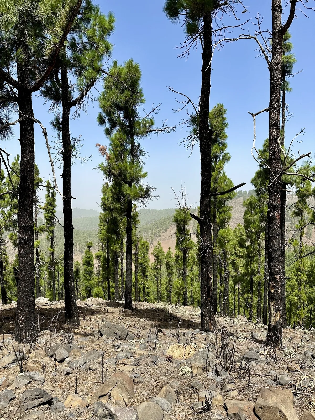 Hohe Kiefern mit verkohlten Baumstämmen stehen auf einem felsigen Boden in einem bewaldeten Gebiet.