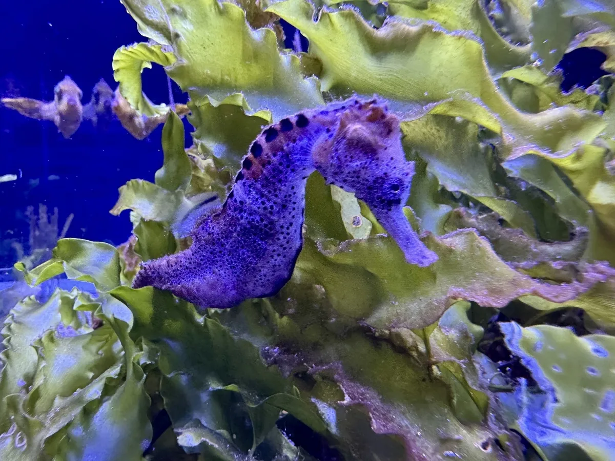 Ein Seepferdchen schwimmt neben grünen Algen.