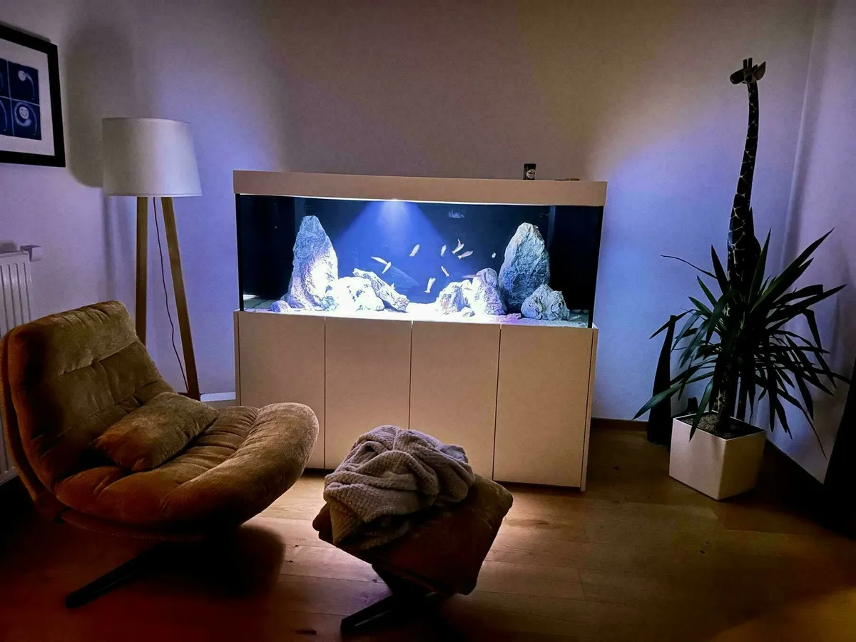 Ein 720 Liter Aquarium mit Tanganjika Fischen in einem Wohnzimmer, mit einem Sessel davor