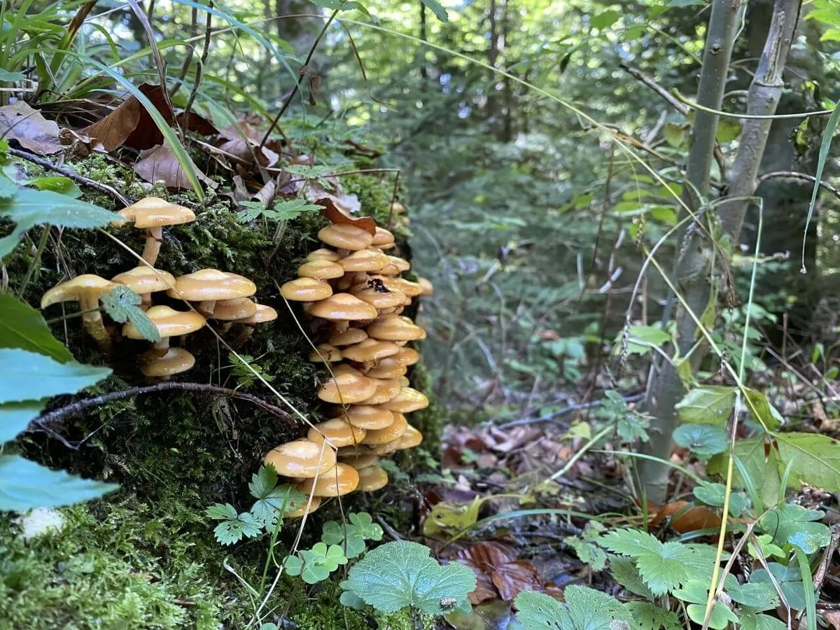 Gruppe kleiner, gelber Pilze auf einem moosbewachsenen Baumstumpf im Wald.
