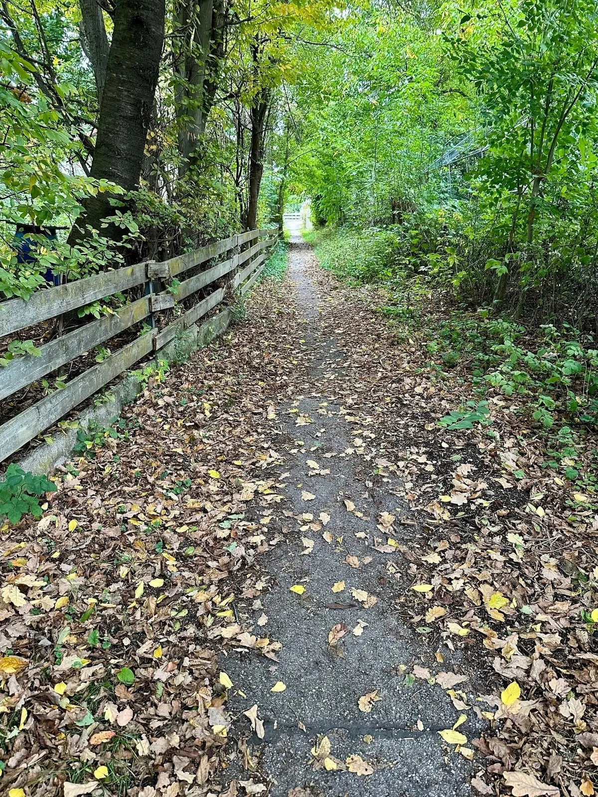Ein schmaler Weg führt durch einen von Bäumen gesäumten Wald mit Laub auf dem Boden.