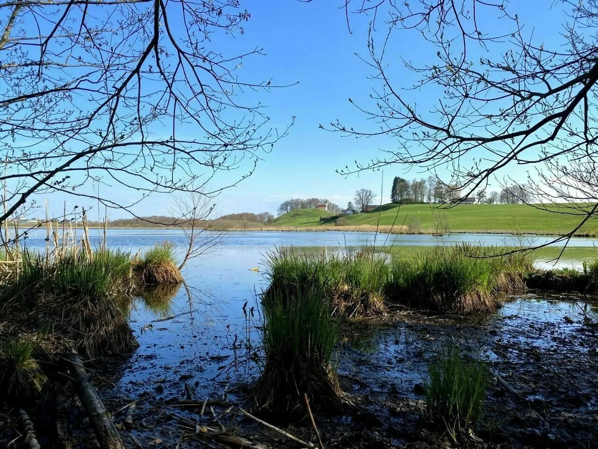 Ausblick über den Egglburger See in Ebersberg, eingerahmt von Ästen, mit Schilf und feuchtem Boden im Vordergrund und einem grünen Hügel mit der Kirche St. Michael im Hintergrund.