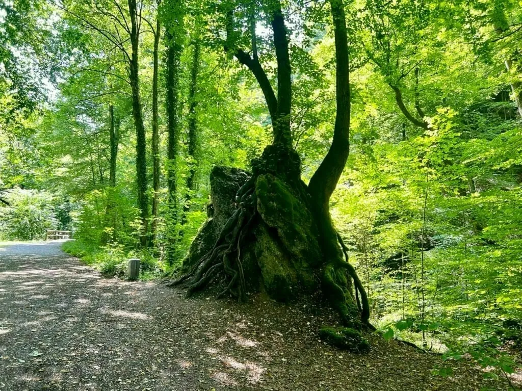 Bäume, die auf einem Felsen wachsen in der Moränenlandschaft zwischen Ammersee und Starnberger See.