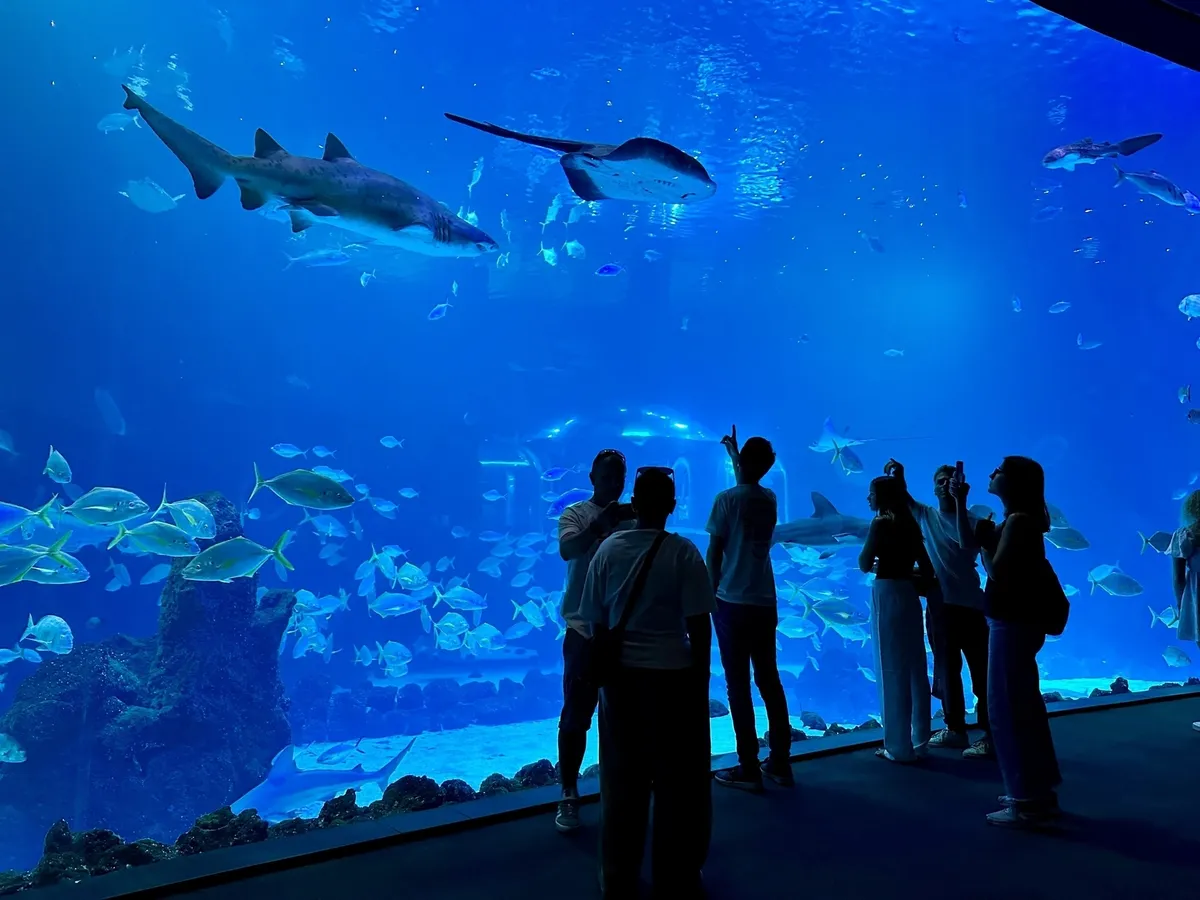 Mehrere Menschen betrachten große Fische in einem riesigen Aquarium.