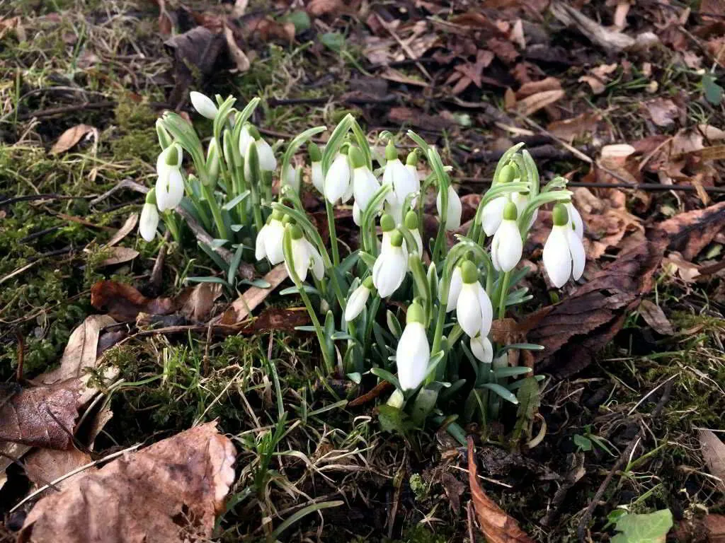 Schneeglöcken auf einer Wiese mit welken Herbstblättern und Ästen