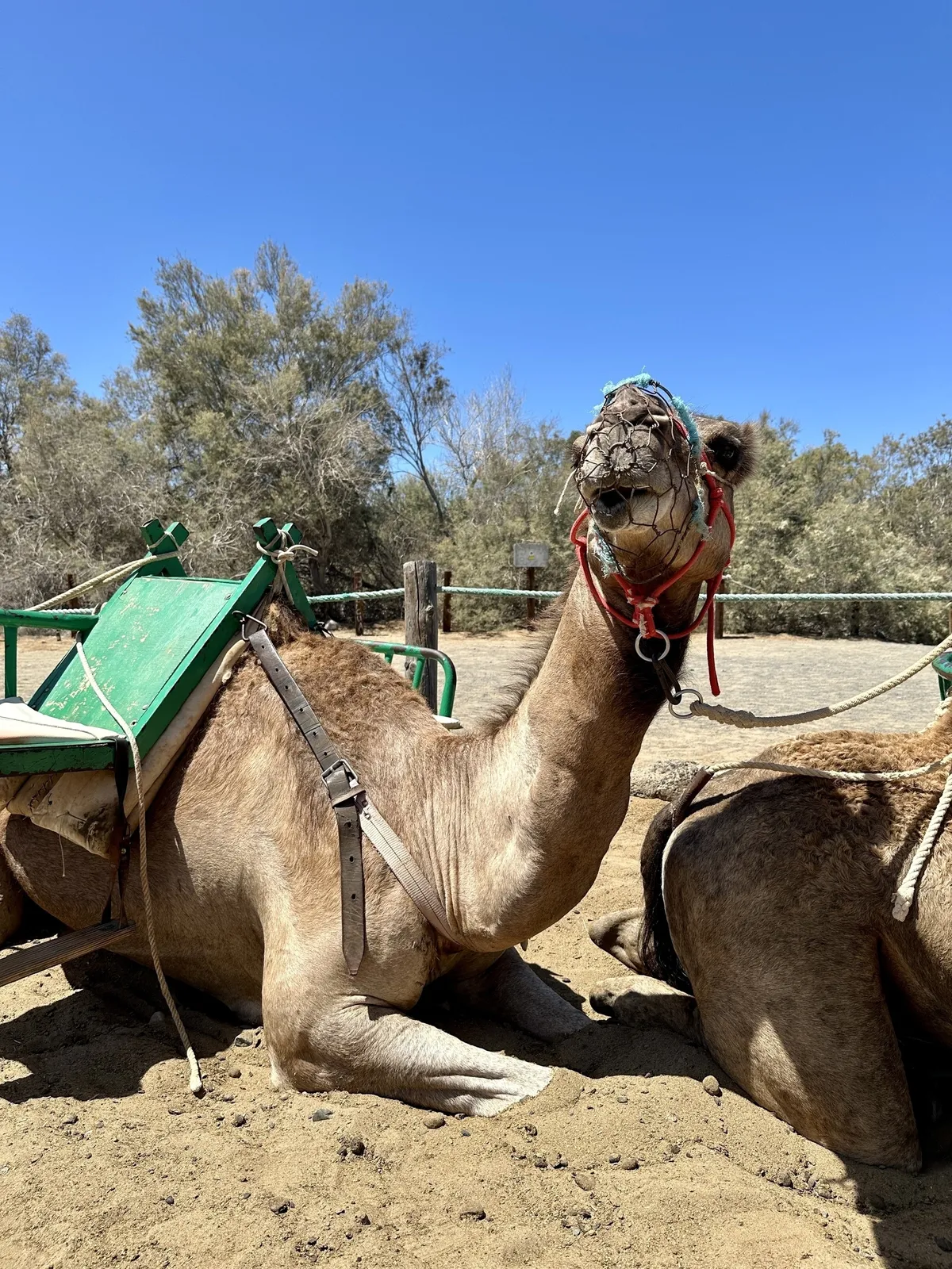 Ein Kamel liegt auf sandigem Boden mit grünem Sattel unter einem klaren blauen Himmel.