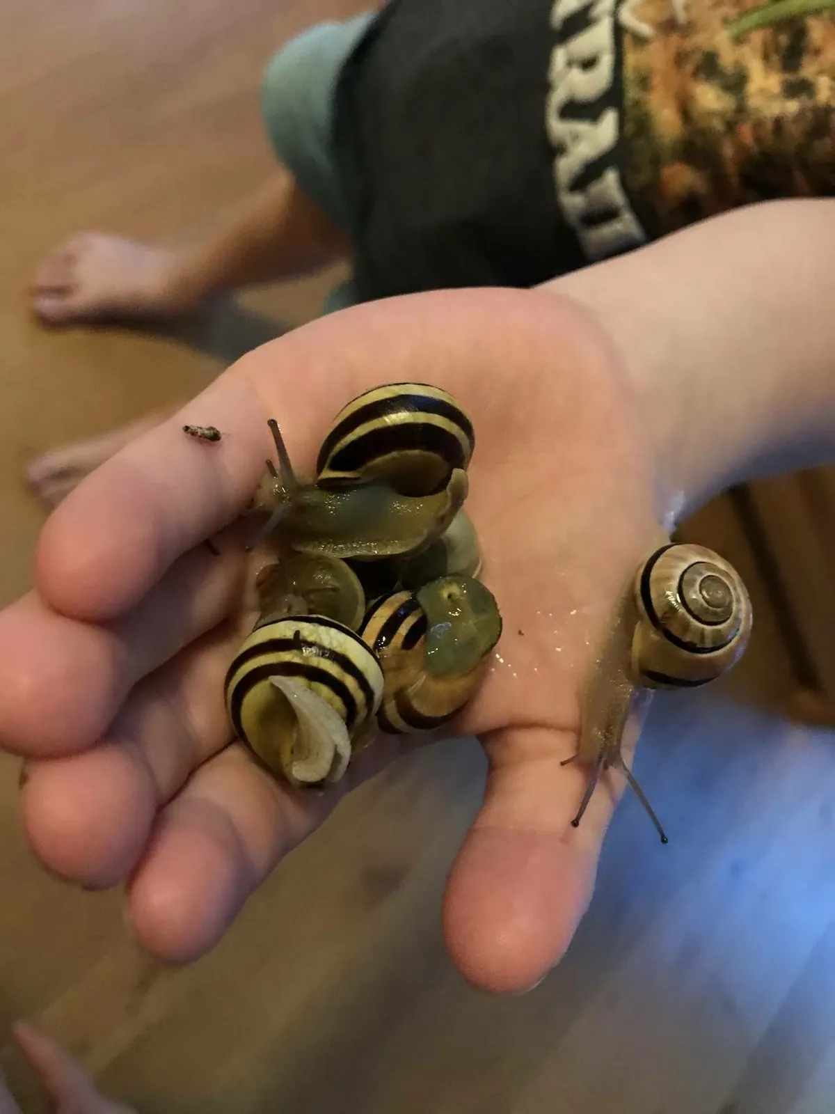 Eine Kinderhand voll Schnecken