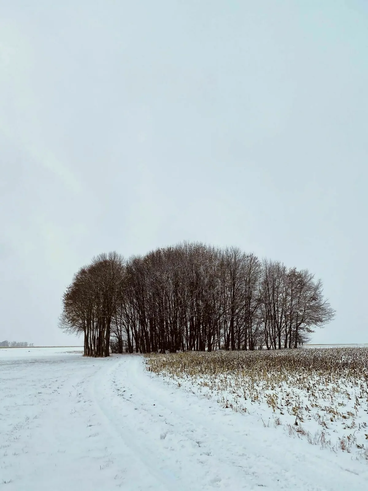 Ein schneebedecktes Feld mit einer Baumgruppe
