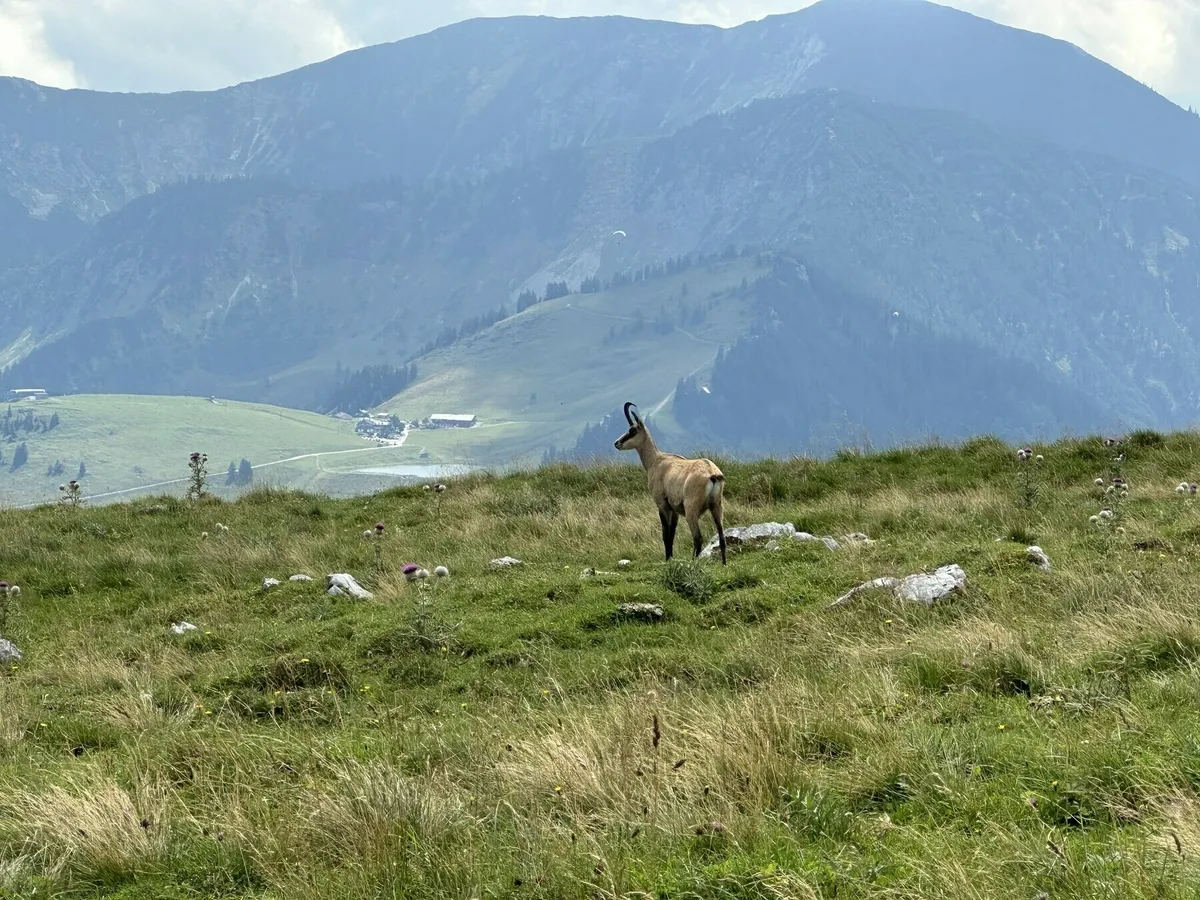 Eine Gams steht auf einer grünen Bergwiese mit langem Gras und blickt in die Ferne. Im Hintergrund sind sanfte, neblige Berghänge und eine Almhütte zu sehen.