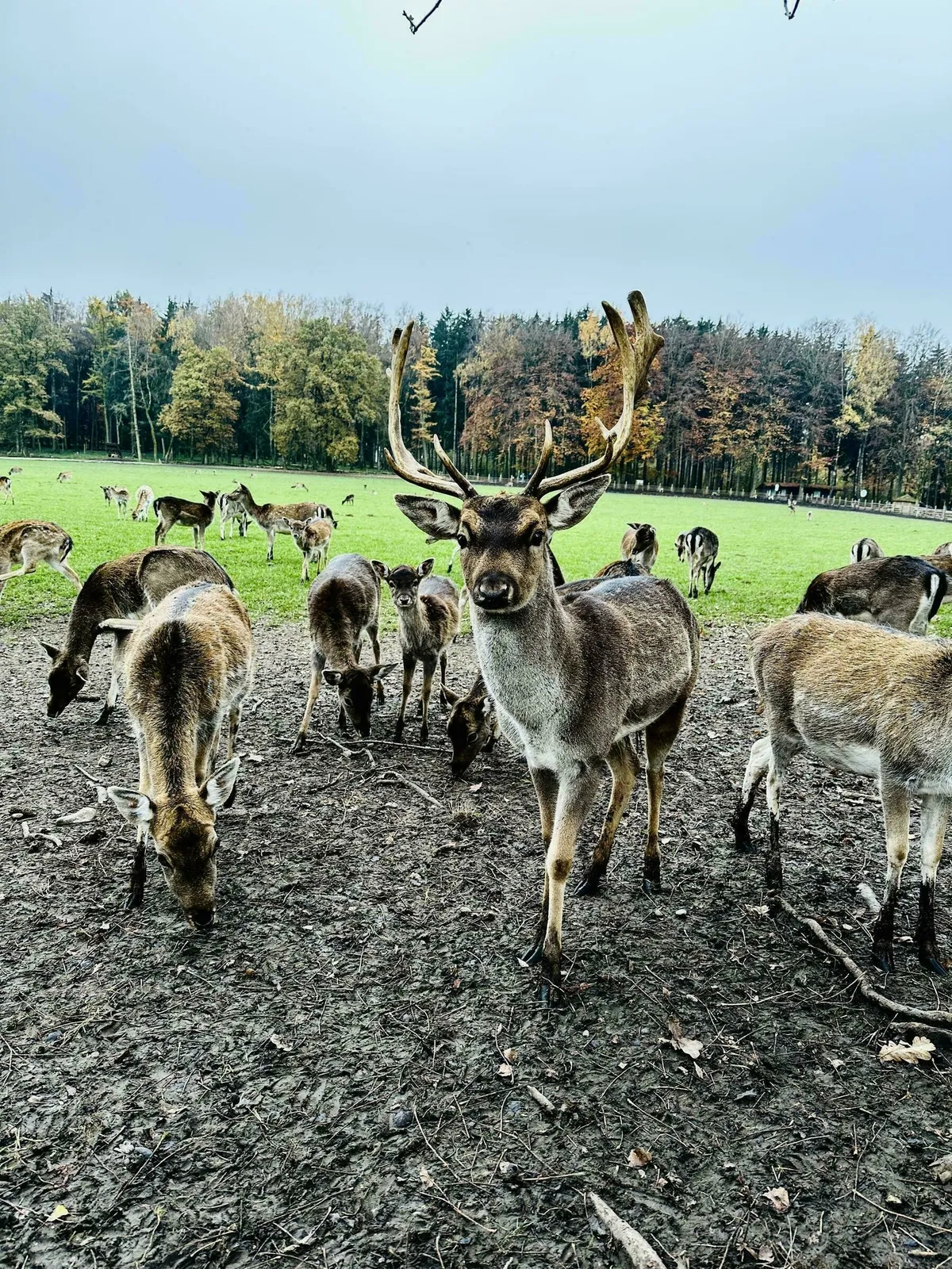 Rehe hinter einem Zaun