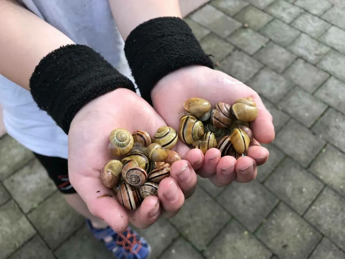 Viele viele Schnecken in Kinderhänden