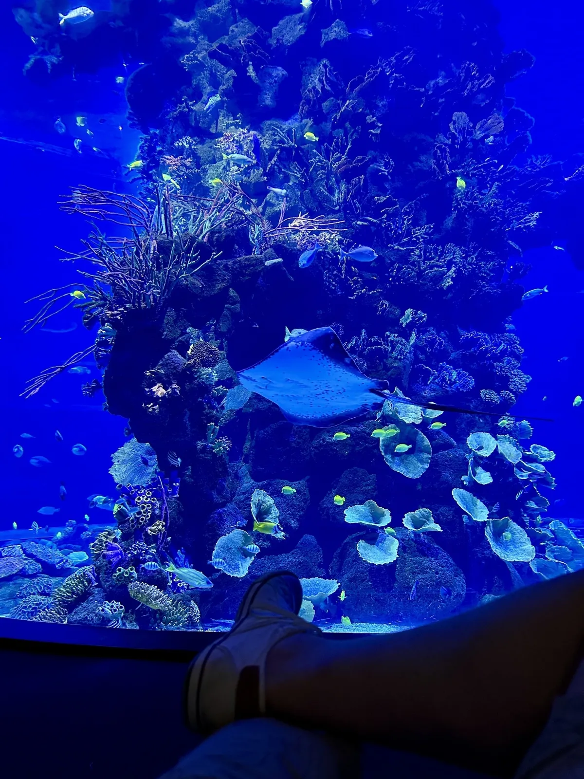 In einem großen Aquarium schwimmt ein Rochen vor einer bunten Korallenlandschaft, während eine Person auf einem erhöhten Platz nahe dem Glas sitzt.