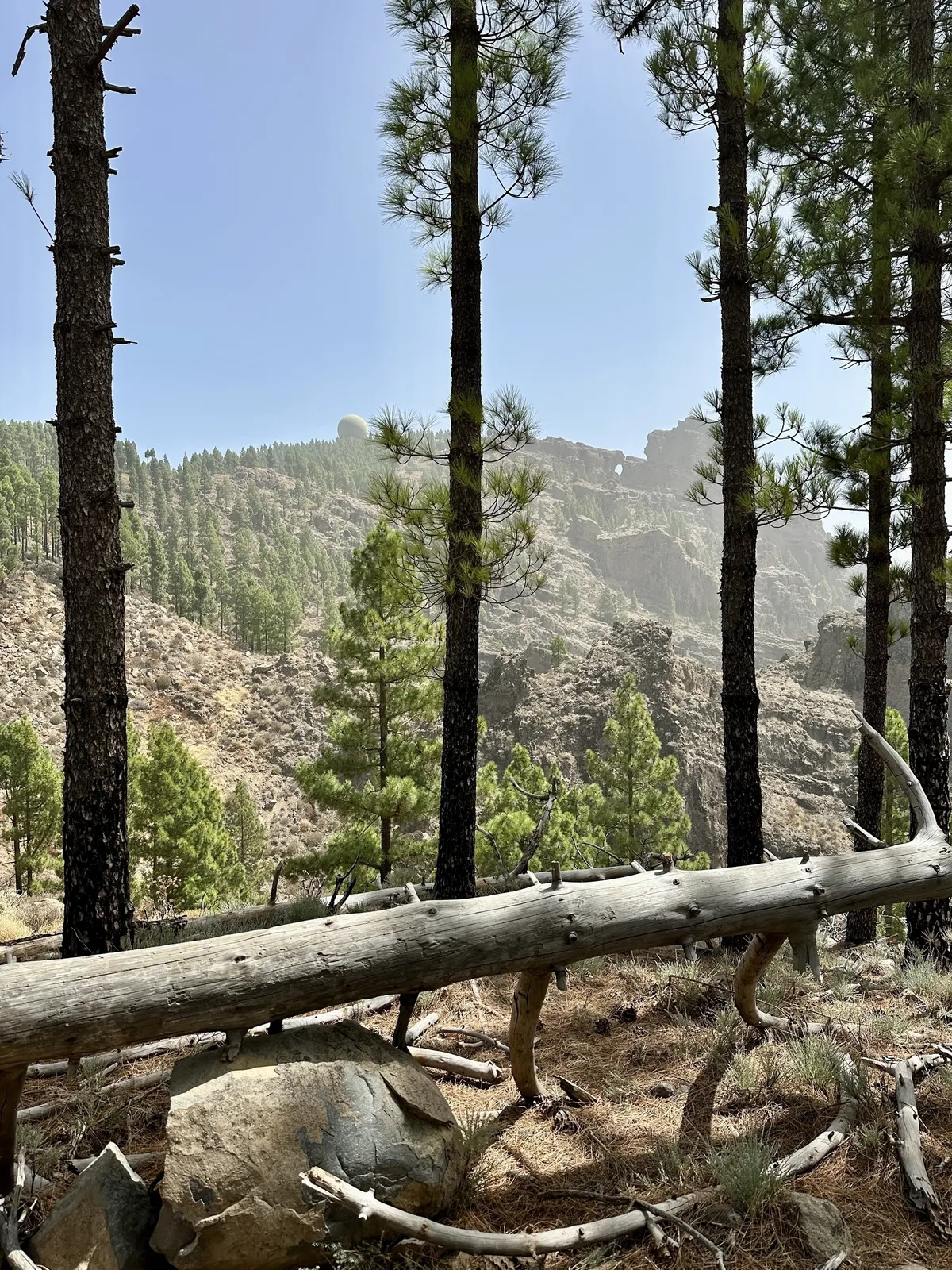 Eine waldige Berglandschaft mit Kiefern und einem umgefallenen Baumstamm im Vordergrund.