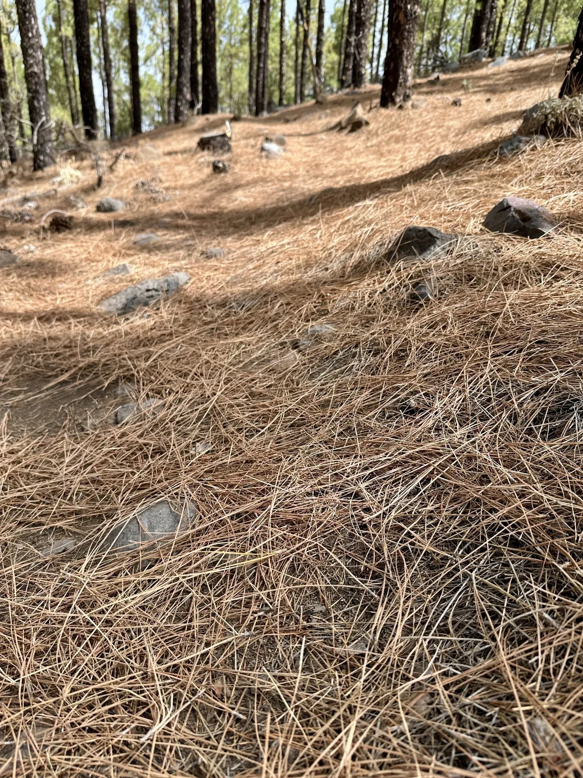 Ein Waldweg ist mit trockenen Kiefernzweigen und Steinen bedeckt, umgeben von hohen Bäumen.