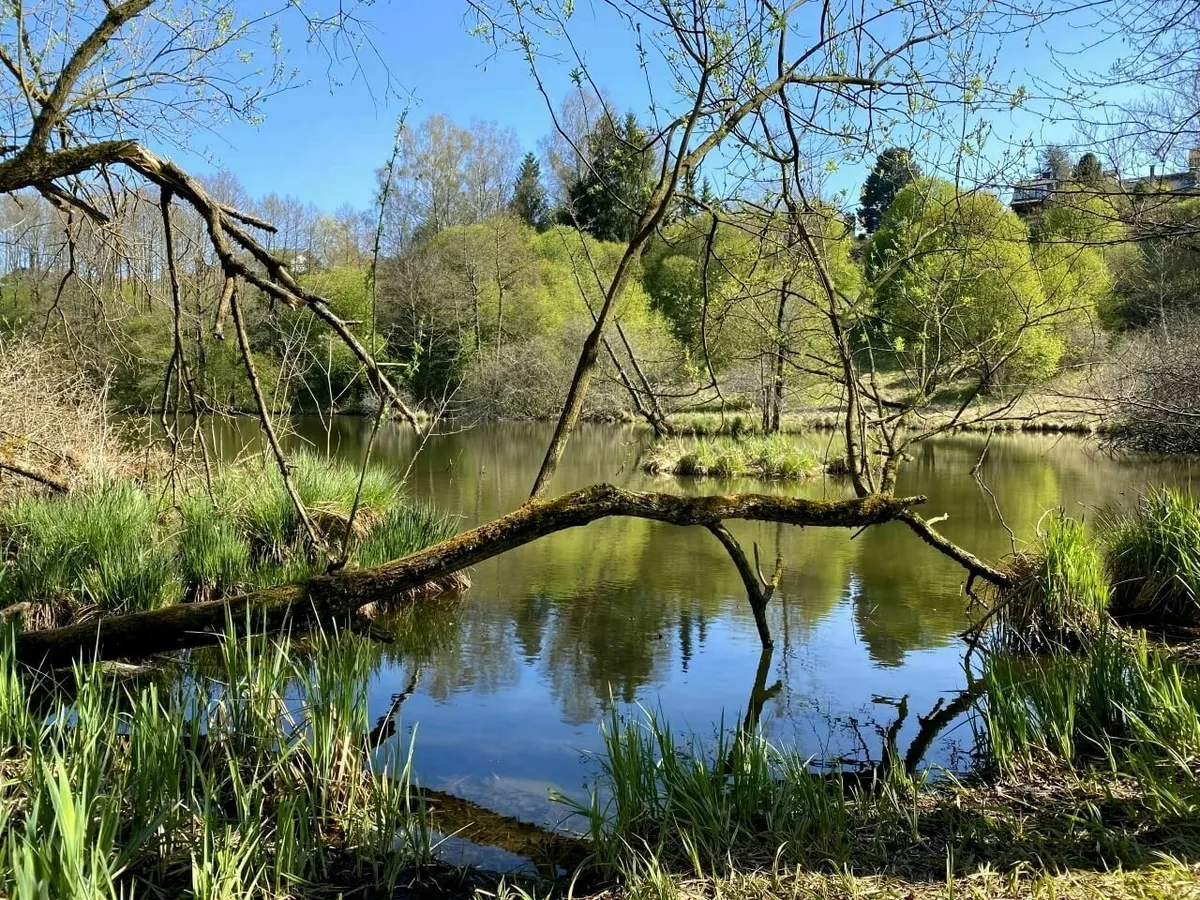 Ruhige Wasserfläche des Ebersberger Weihers an einem sonnigen Tag, mit einem moosbewachsenen Ast, der sich über das Wasser spannt, und dichtem, grünem Uferbewuchs.
