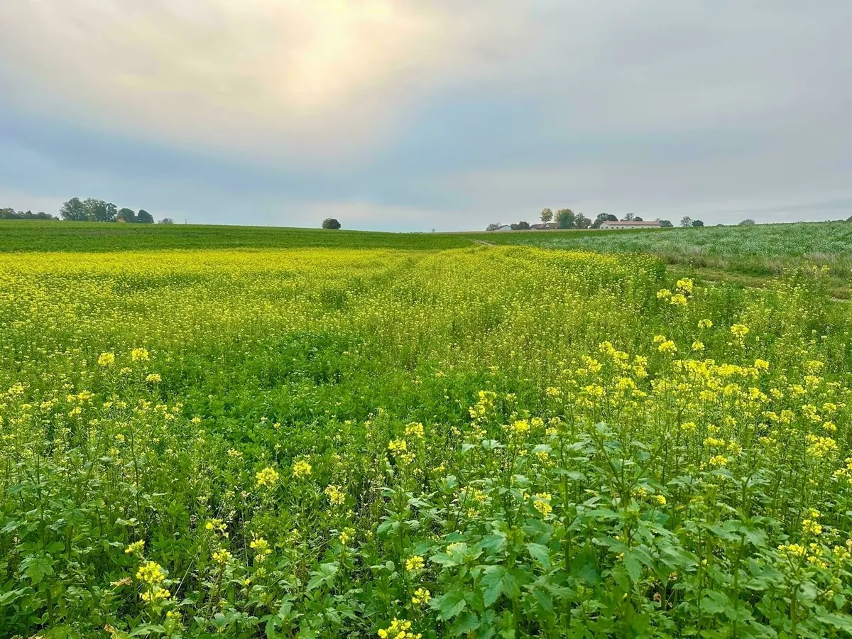 Ein weites Feld mit blühenden gelben Blumen unter einem leicht bewölkten Himmel.