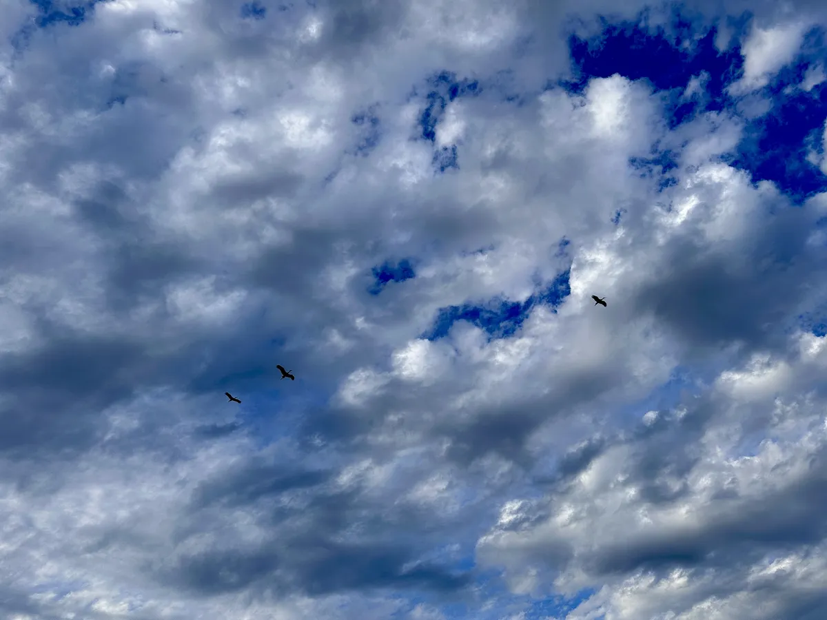 Drei Störche fliegen hoch am Himmel, umgeben von einer großen Fläche grauer und weißer Wolken, durch die teilweise blauer Himmel sichtbar ist.