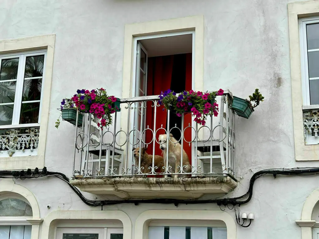 Zwei Hunde betrachten das Treiben auf dem Marktplatz in Ponta Delgada.