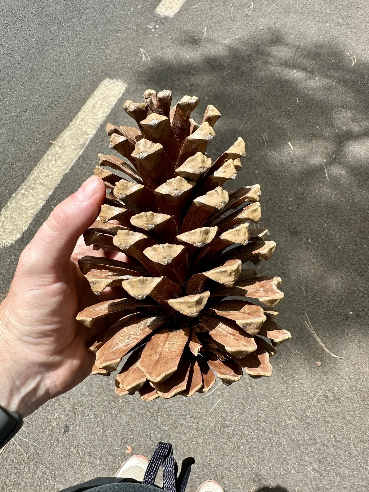 Eine Hand hält einen großen Kiefernzapfen auf einer asphaltierten Straße.