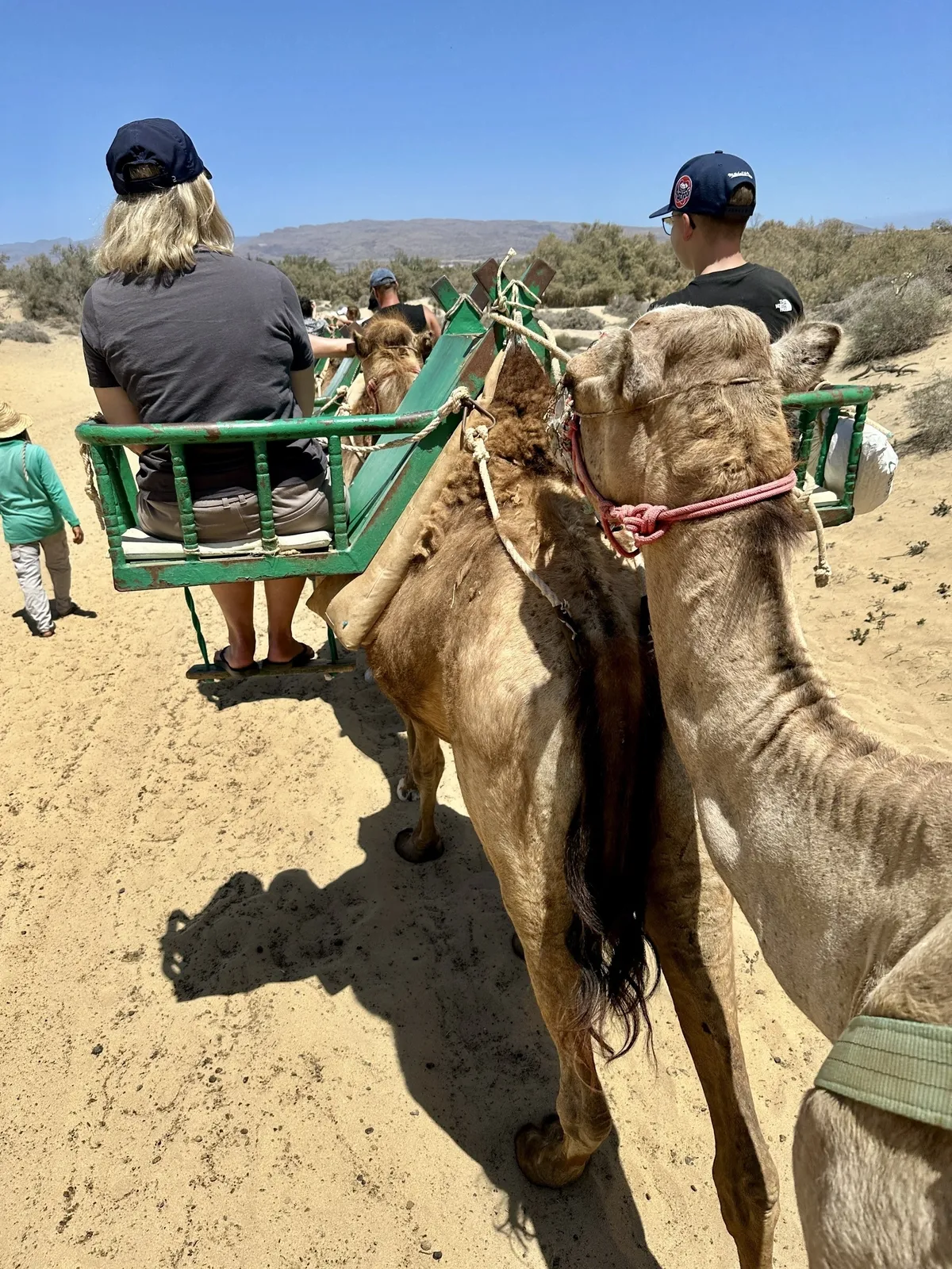 Personen reiten auf Kamelen durch die Dünen von Maspalomas.
