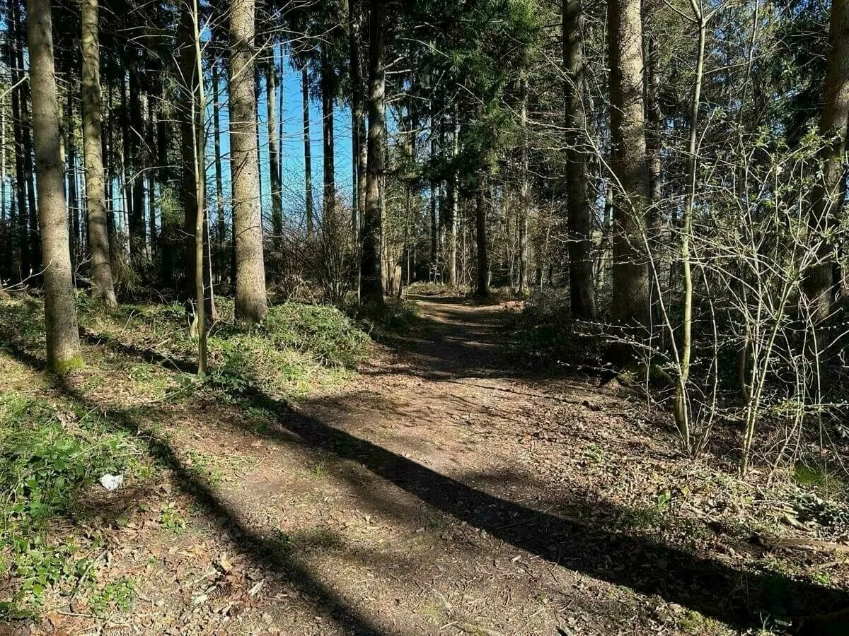 Ein sonniger Waldweg, gesäumt von hohen Bäumen, mit Schatten und Laub auf dem Boden.