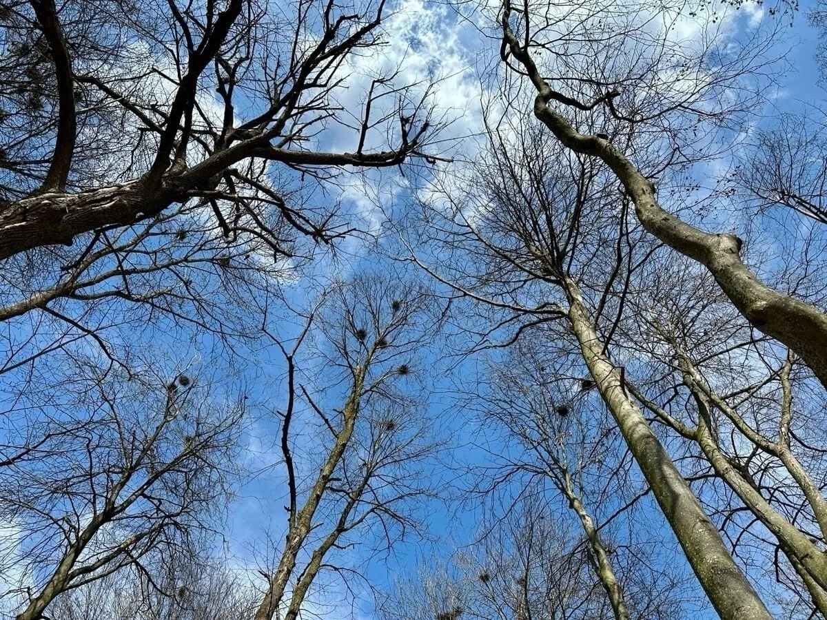 Blick von unten in den Himmel durch die Äste kahler Bäume. Die dunkelbraunen oder schwarzen Äste bilden Silhouetten gegen einen hellblauen Himmel mit vereinzelten, dünnen weißen Wolken. Einige Bäume haben dichte Vogelnester in den Kronen.