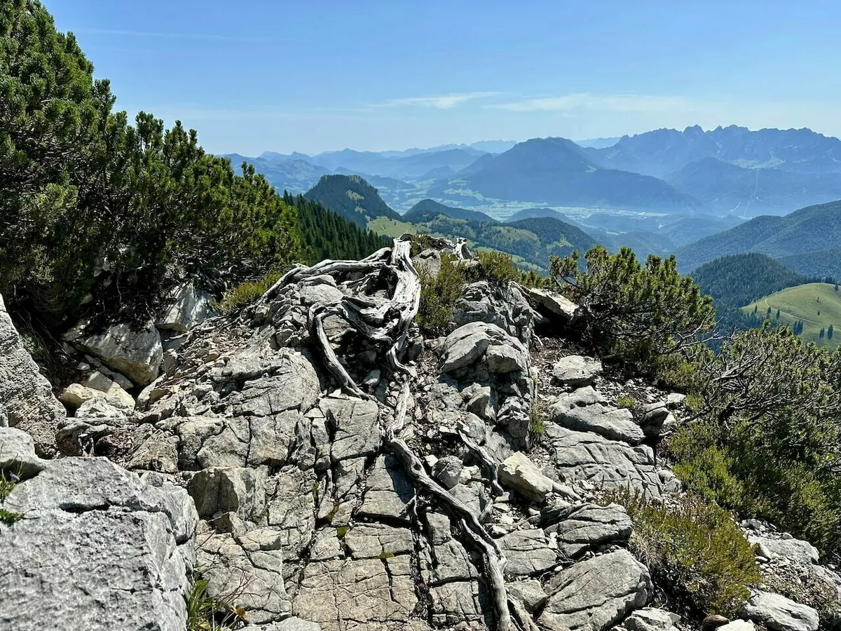 Blick von einem steinigen, Latschenkiefer-bewachsenen Grat mit verwitterten Wurzeln in ein weites Alpental mit Wald- und Wiesenflächen