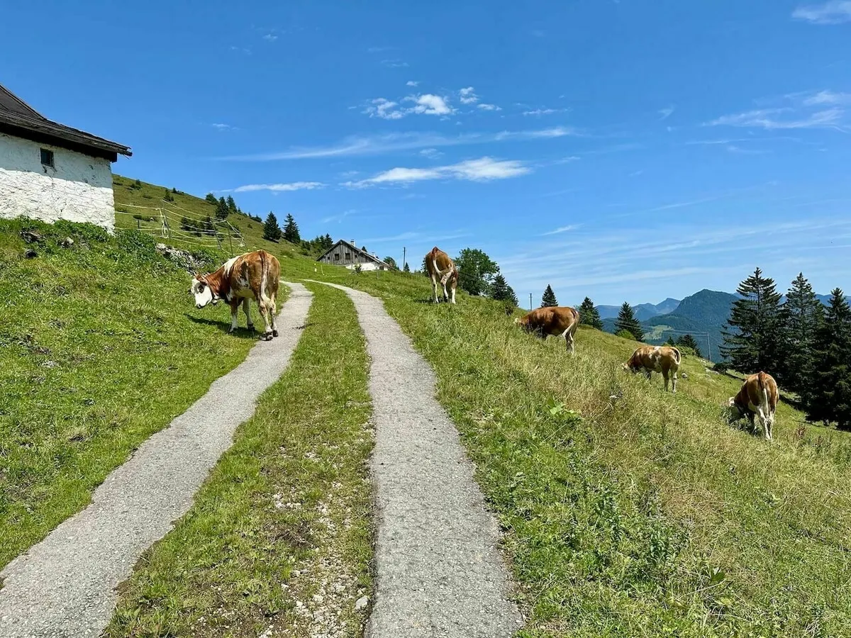 Fünf braun-weiße Kühe grasen auf einer steilen, grünen Bergwiese neben einem betonierten Fahrweg, der zu Almhäusern führt
