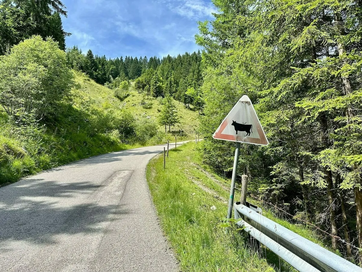 Verkehrsschild "Achtung, Weidevieh" an einer kurvigen, asphaltierten Bergstraße, umgeben von Wald