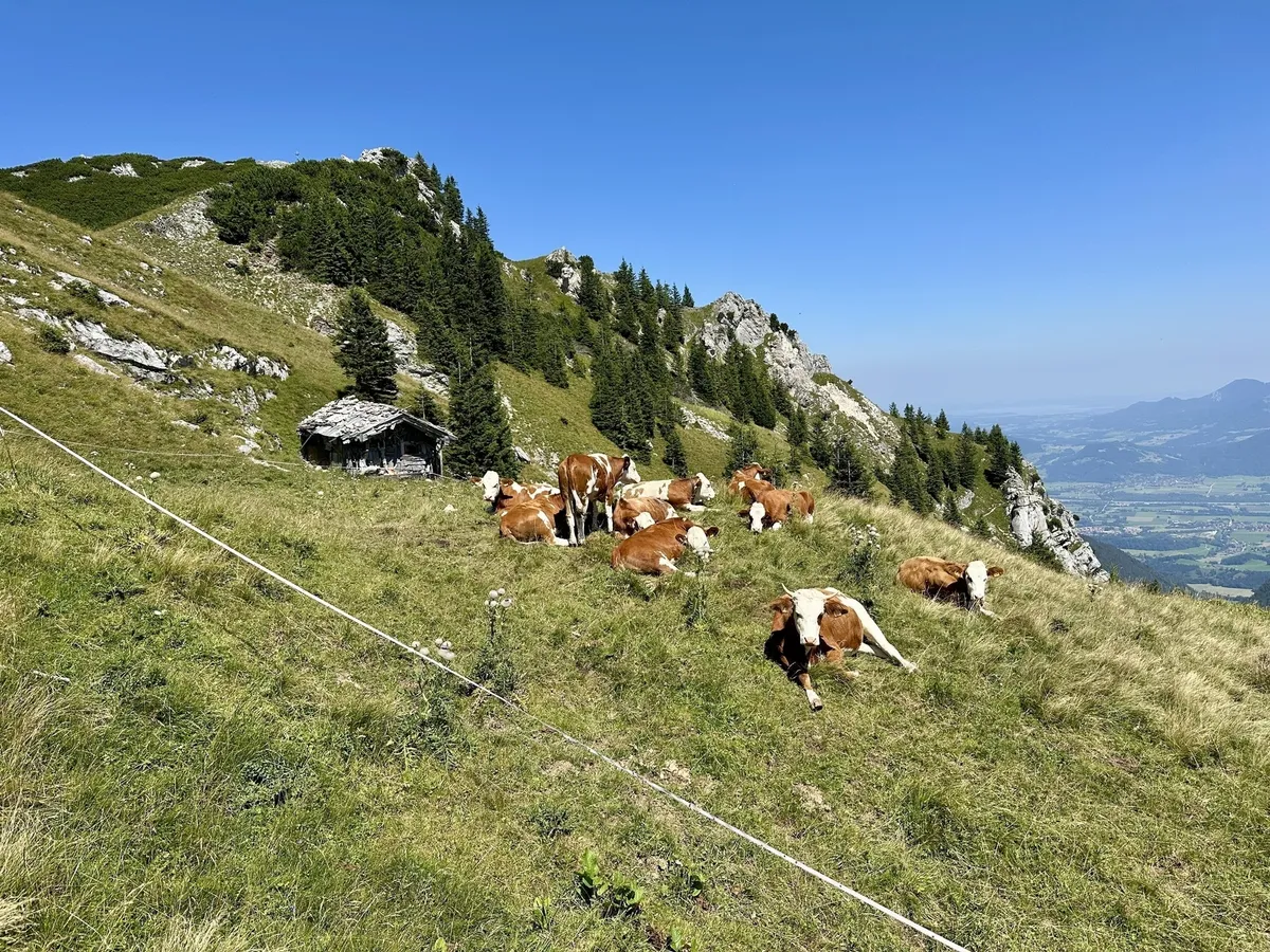 Eine Herde Kühe weidet auf einer grünen Almwiese vor einem Bergpanorama.