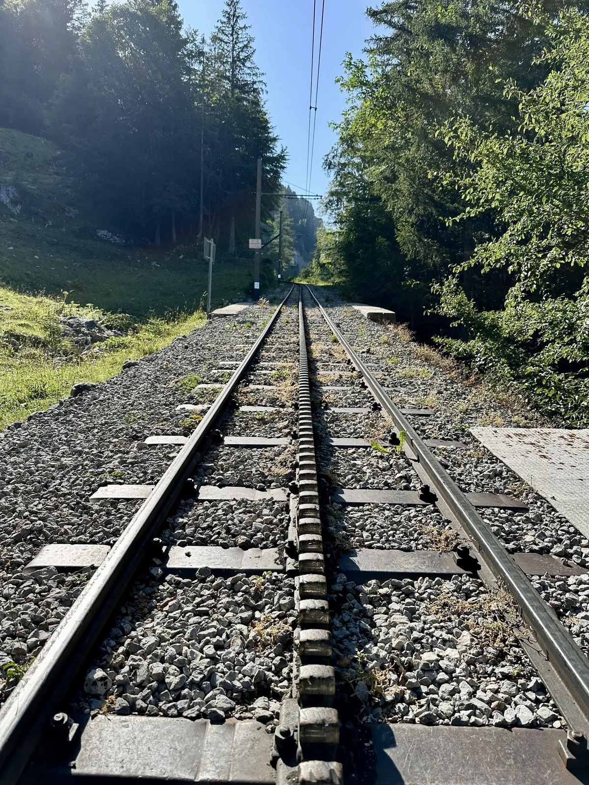 Das Bahngleis der Zahnradbahn führt durch eine bewaldete Landschaft mit Bäumen und Sonnenschein.