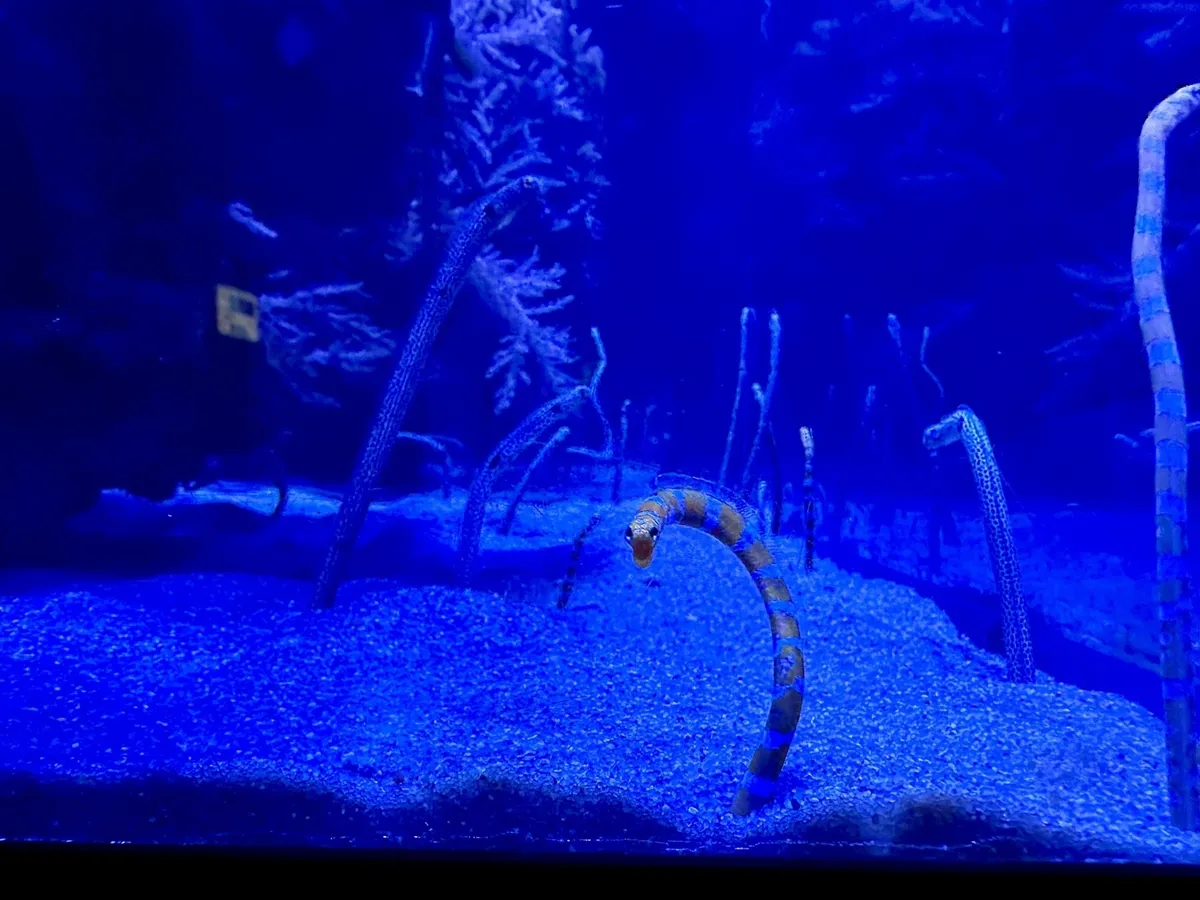 In einem blauen Wasserbecken schwimmen lange, schlanke Fische oder Wasserschlangen aufrecht im Sand.