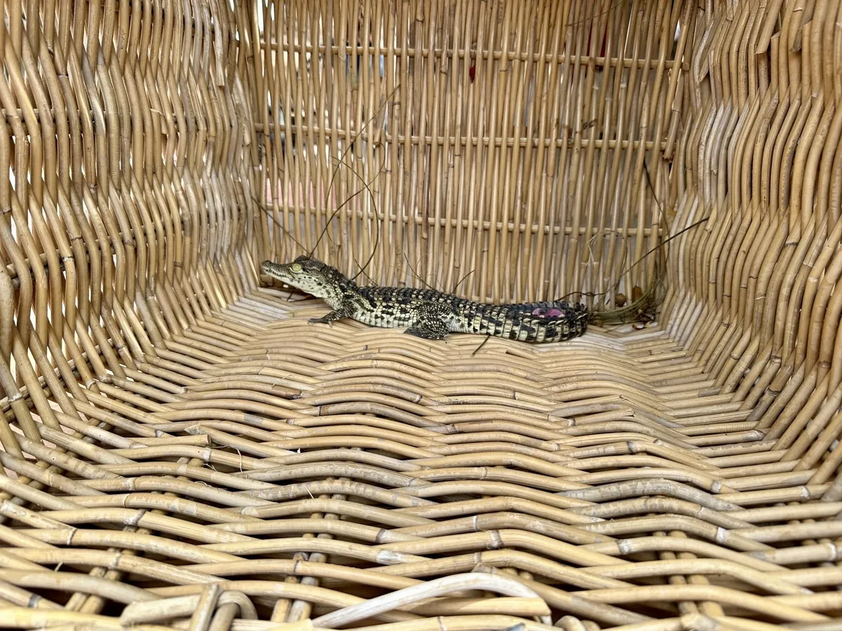 Ein kleiner Krokodilähnlicher Reptil liegt in einem geflochtenen Korb.