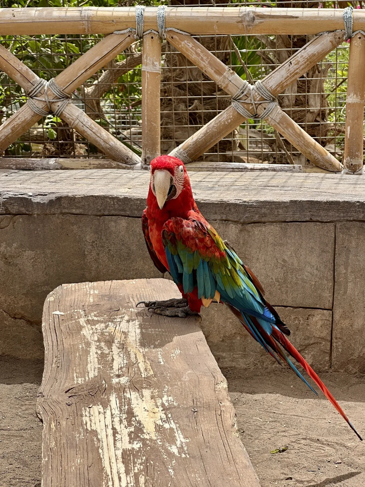 Ein farbenfroher Papagei sitzt auf einem Holzstamm vor einem Bambuszaun.