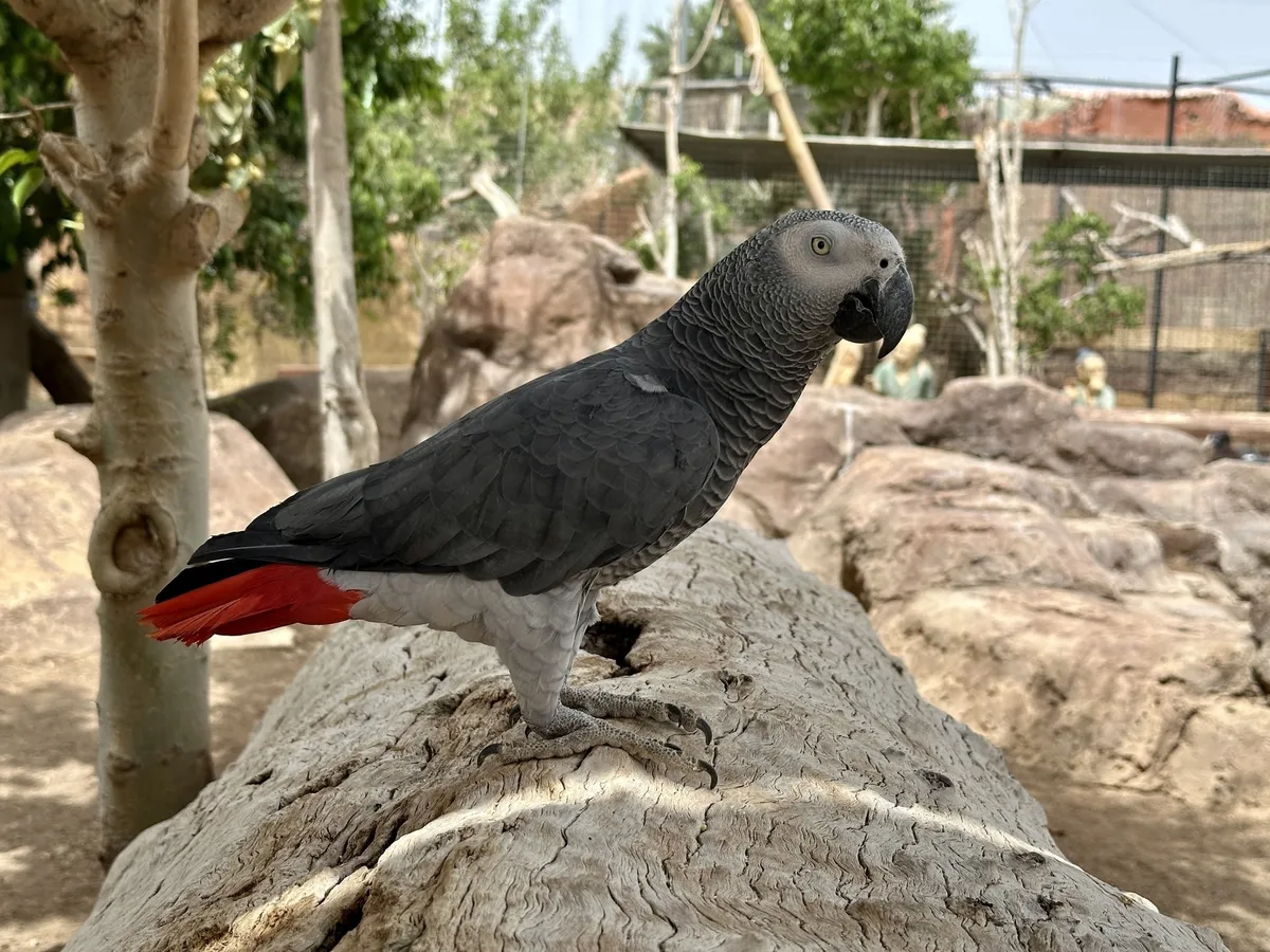 Ein grauer Papagei mit rotem Schwanz sitzt auf einem großen Baumstamm in einer natürlichen Umgebung.