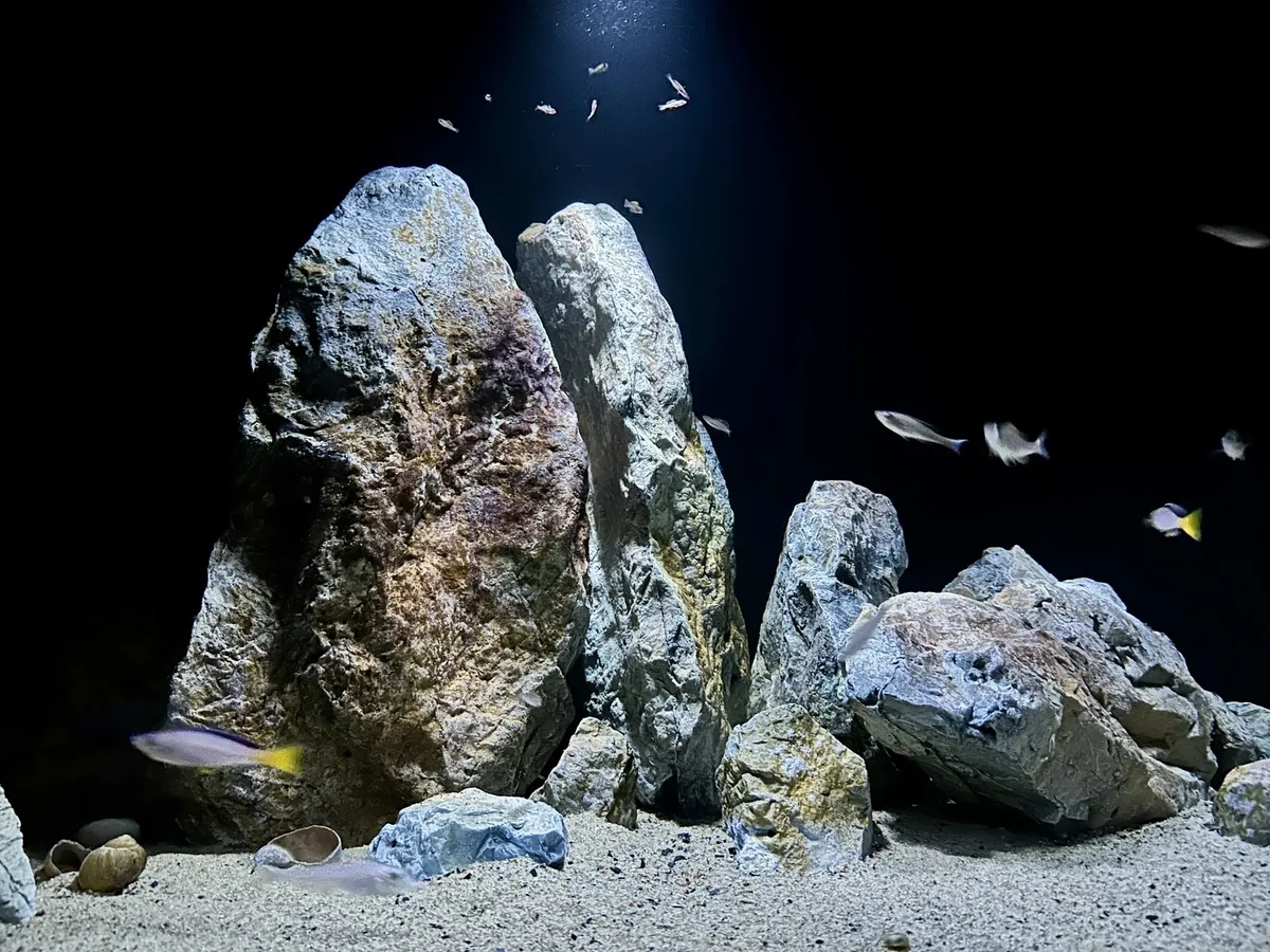 Große Felsen und schwimmende Fische sind in einem beleuchteten Aquarium zu sehen.