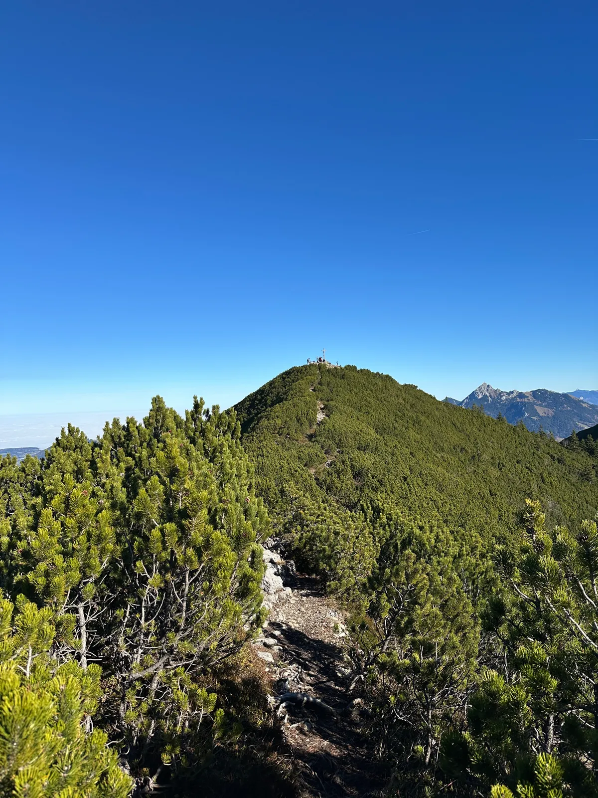 Blick auf den Jägerkamp, vom Wanderweg zum Wilden Fräulein aus gesehen, mit üppigem grünen Gebüsch auf einem Bergkamm unter klarem, blauem Himmel.