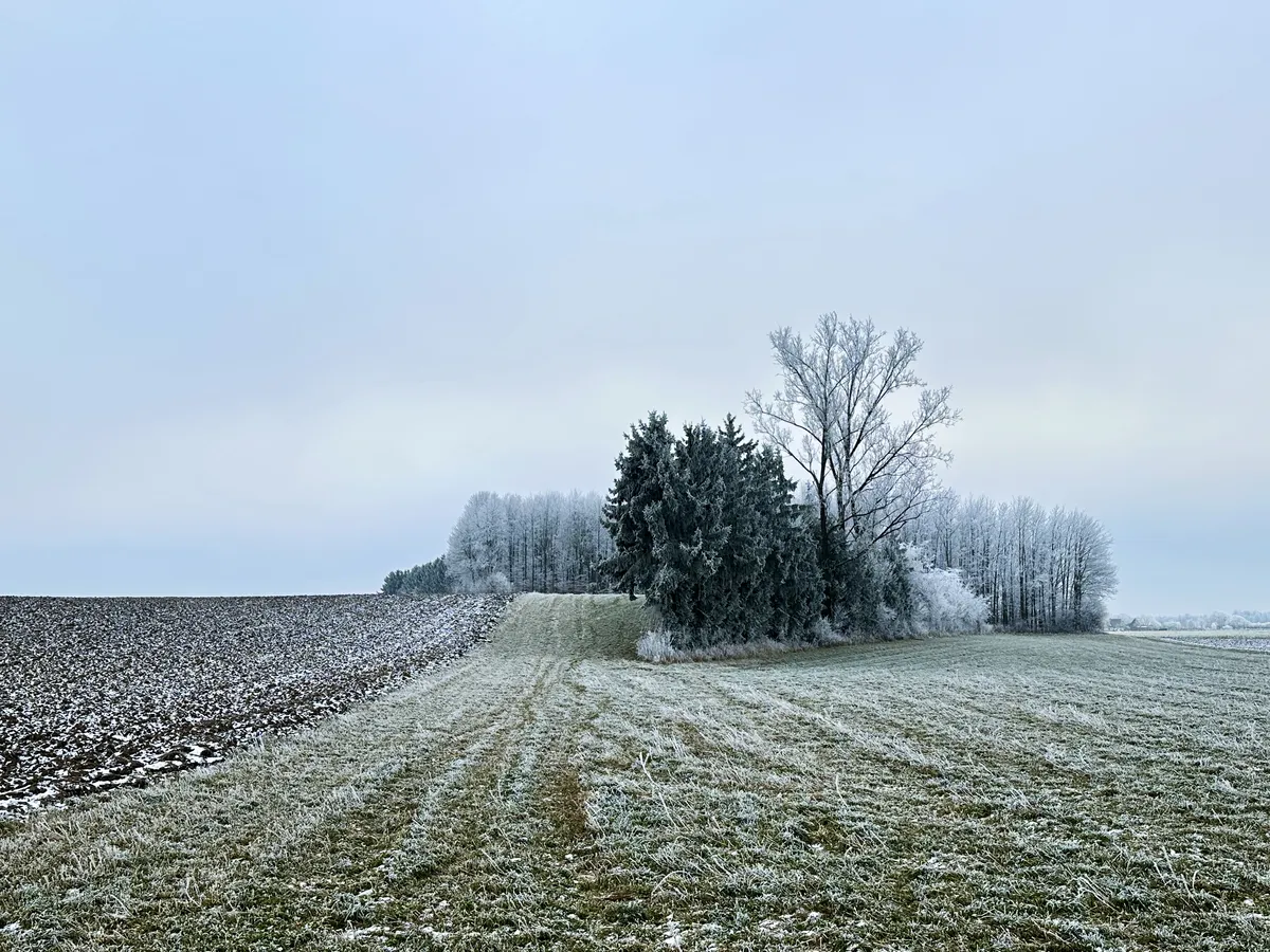 Eine frostige Landschaft mit einem Feld im Vordergrund, das durch gefrorenes Gras und Erde gekennzeichnet ist. Im Hintergrund steht ein kleiner Wald aus hohen Bäumen, der von Frost bedeckt ist, unter einem nebeligen Himmel.