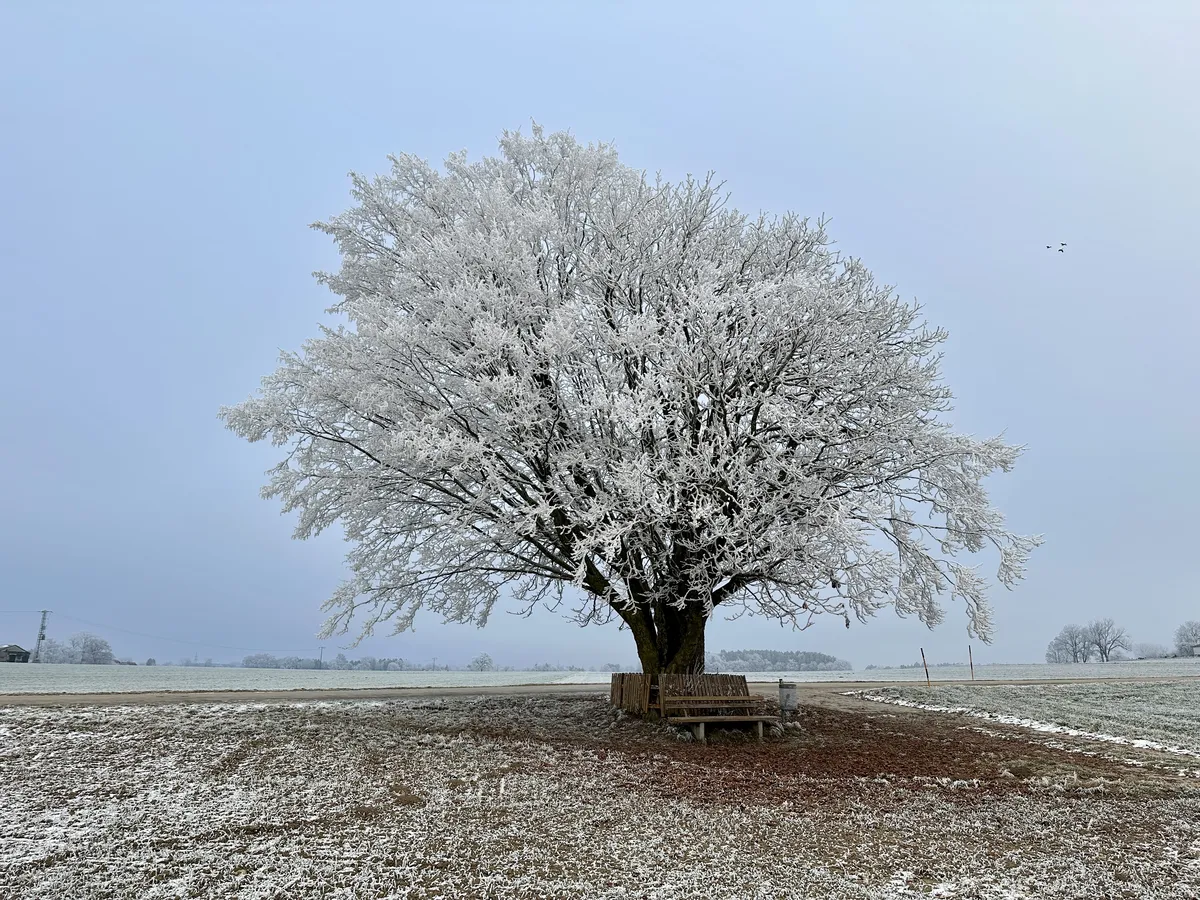 Ein großer Baum mit schneebedeckten Ästen steht allein auf einer frostigen Wiese. Unter dem Baum befindet sich eine Bank, während der Himmel leicht bewölkt ist.