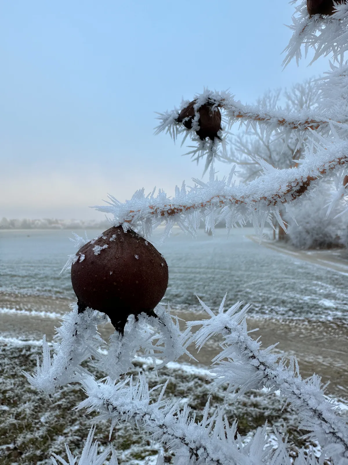 Eine vereiste Zweig mit einer gefrorenen, braunen Frucht hängt vor einer nebligen Landschaft. Der Boden ist mit Raureif bedeckt und im Hintergrund sind unscharfe Felder zu sehen.