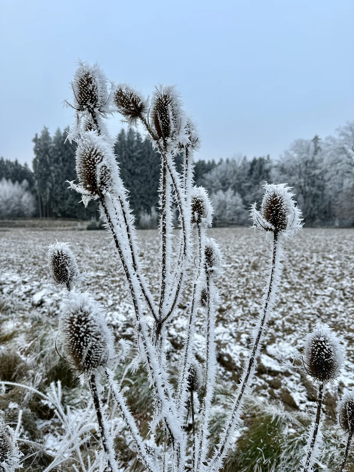 Frostbedeckte Pflanzenstängel stehen in einem winterlichen Feld, umgeben von schneebedeckten Bäumen im Hintergrund. Der Himmel ist bewölkt und die Umgebung wirkt ruhig und frostig.