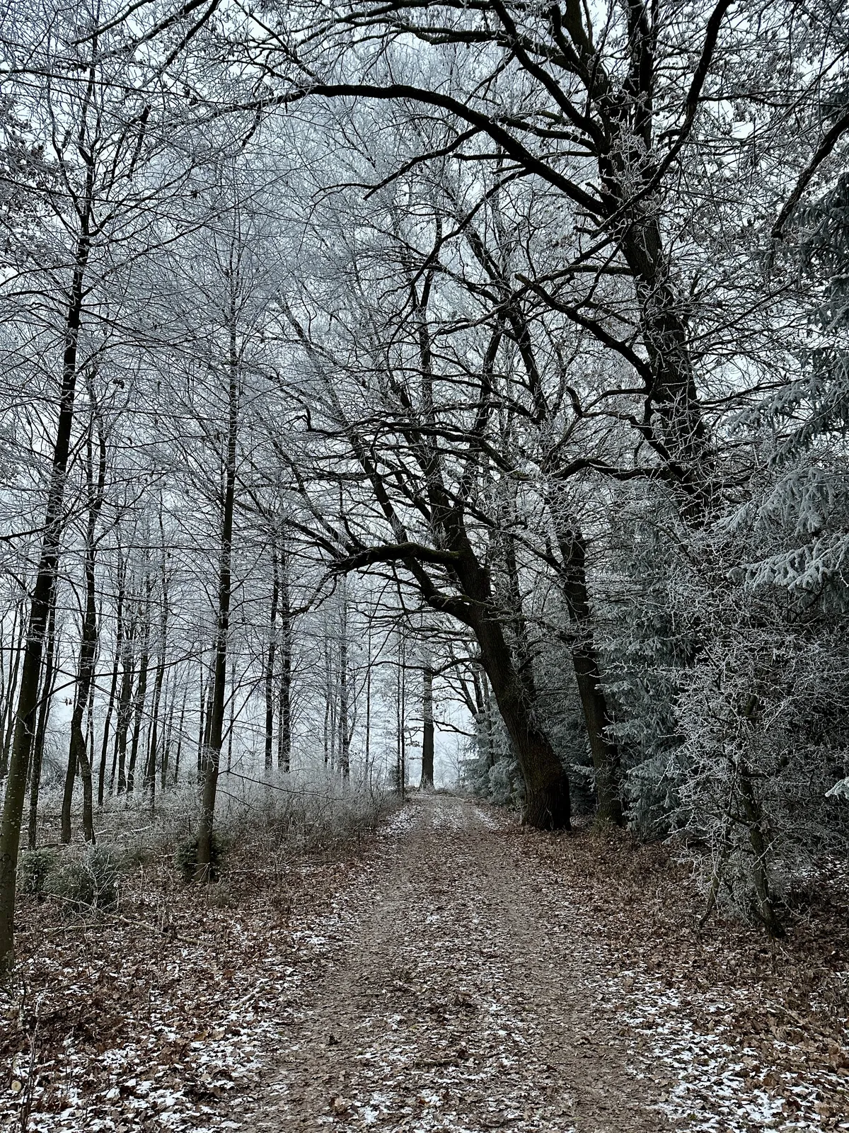 Ein verschneiter Waldweg, gesäumt von kahlen Bäumen und frostbedecktem Laub. Die Atmosphäre ist neblig und die Umgebung wirkt ruhig und winterlich.