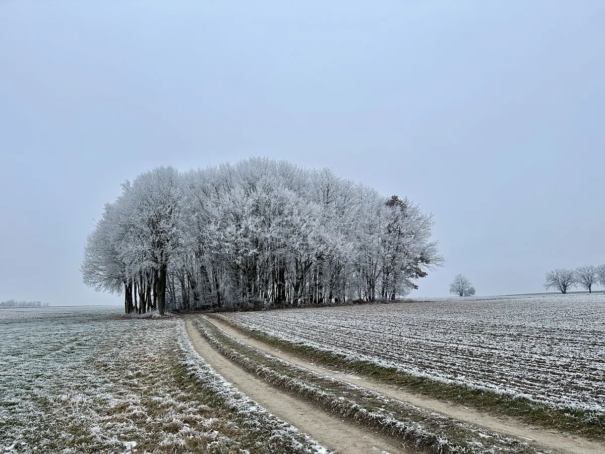 Ein verschneiter Wald mit laublosen Bäumen steht in der Mitte des Bildes, umgeben von einer frostigen Landschaft. Ein Feldweg in sanften Kurven führt durch eine grüne Wiese mit leichtem Frost und endet in einem weiteren abgelegenen Baum.