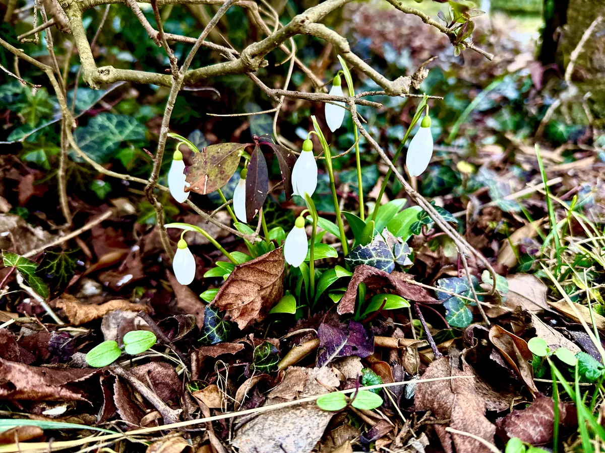 Weiß blühende Schneeglöckchen stehen zwischen braunen Blättern und grünen Pflanzen, umgeben von trockenem Laub und Efeu. Die Szene wirkt ruhig und natürlich, mit einem sanften Licht.