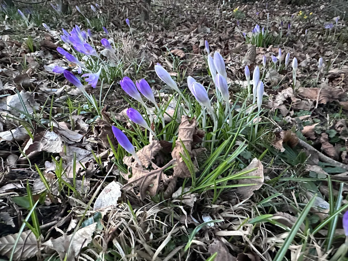 Die Aufnahme zeigt eine Gruppe von lila und weißen Krokussen, die aus dem Boden sprießen, umgeben von welkem Laub und grünem Gras. Im Hintergrund sind weitere Krokusse sichtbar, die den Frühling ankündigen.