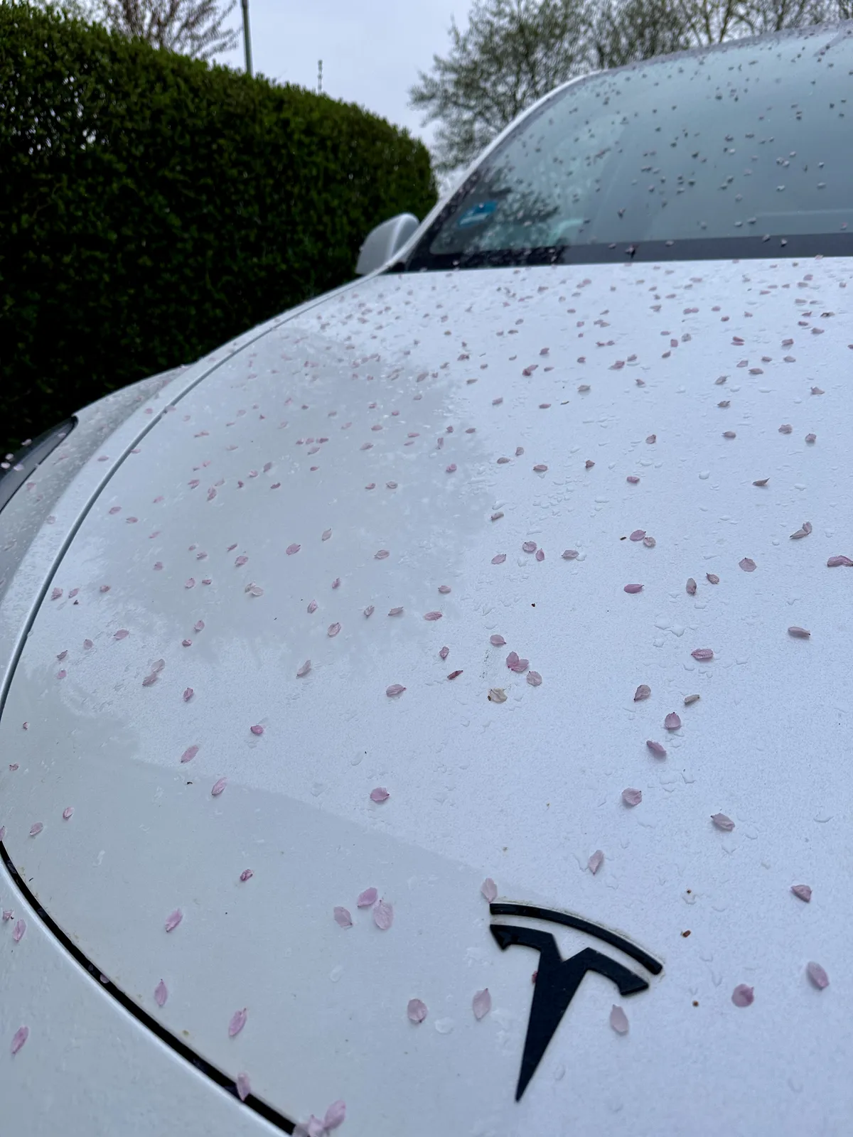 Eine silberne Tesla-Autocarosserie ist mit zahlreichen rosa Blütenblättern bedeckt. Der Hintergrund zeigt eine grüne Hecke und einen bewölkten Himmel.