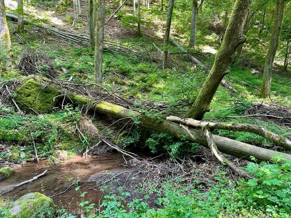 Ein umgestürzter Baum liegt in einem bewaldeten Bereich neben einem kleinen Bach.