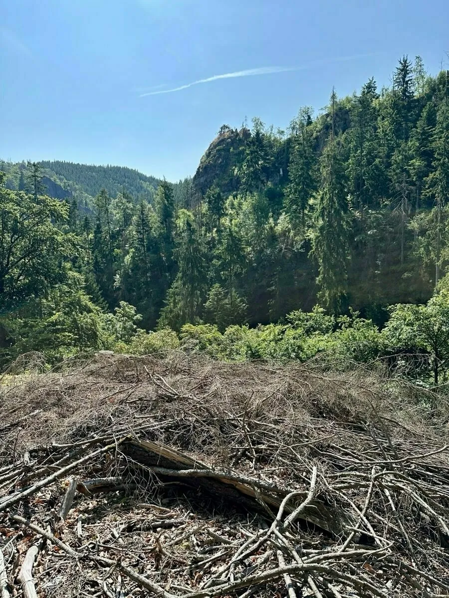 Ein dichter Wald mit grünem Laub vor einer malerischen Bergkulisse und blauem Himmel.