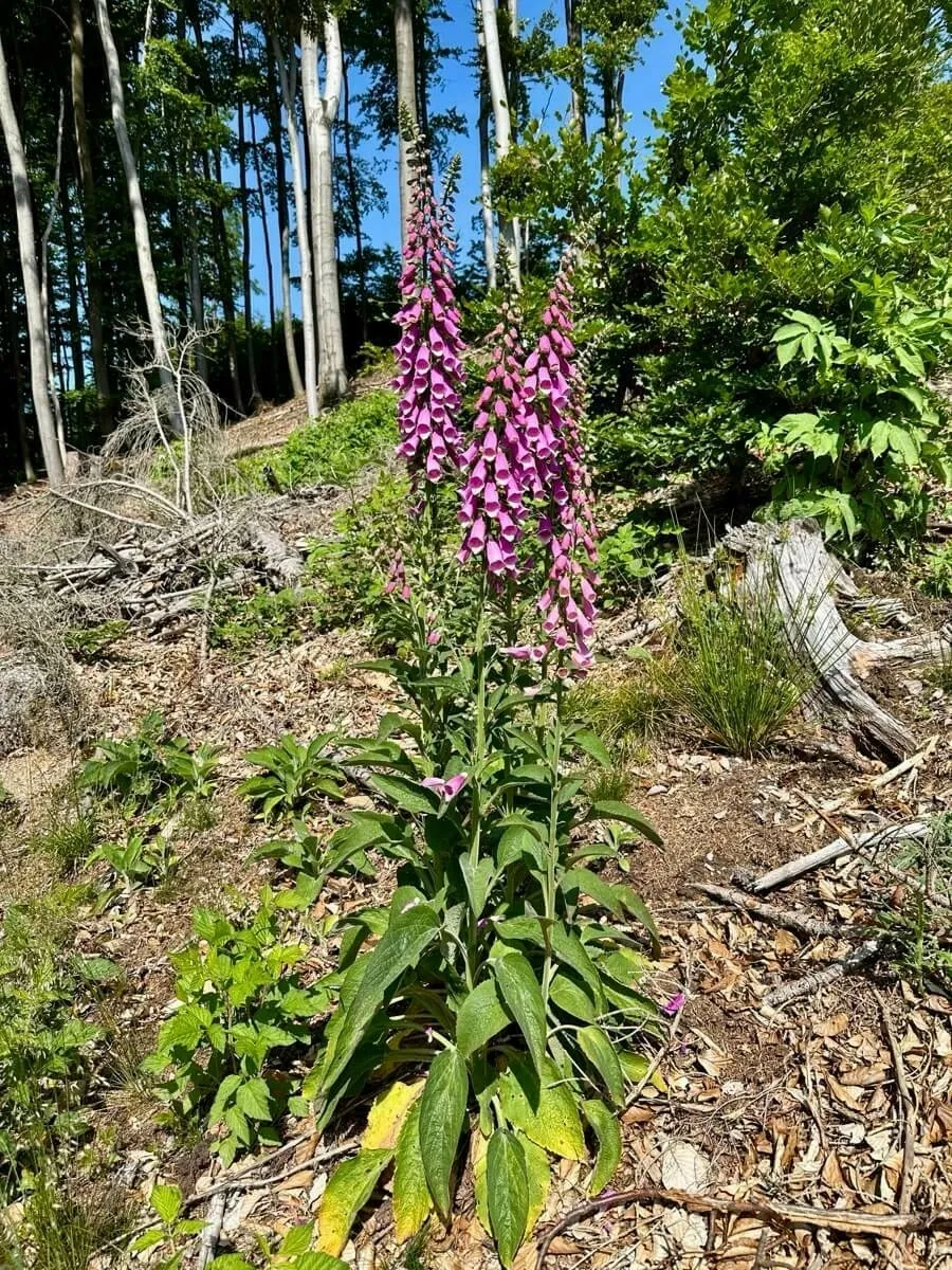 Eine Gruppe von violetten Fingerhüten wächst in einem Waldgebiet mit Bäumen im Hintergrund.